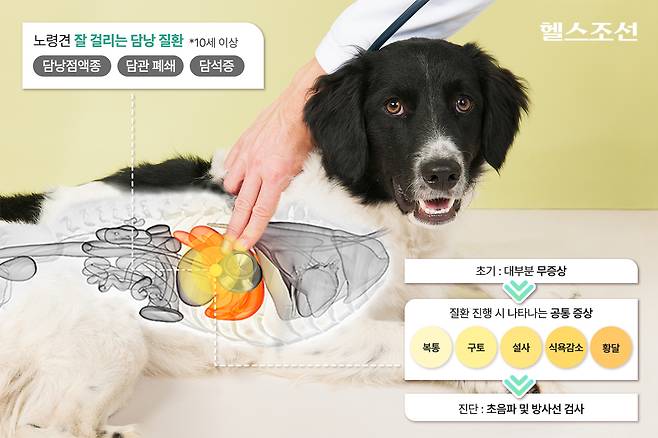 반려견 담낭 질환은 어느 정도 기관이 손상된 후에 증상이 나타나며 심할 경우 사망에 이르는 등 치명적이라 예방 노력이 필요하다./그래픽=김민선