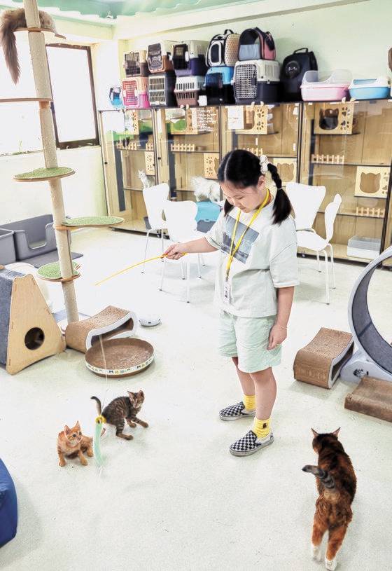 은서 학생기자가 장난감을 흔들자 잠자던 고양이들이 하나둘 몰려들었다.