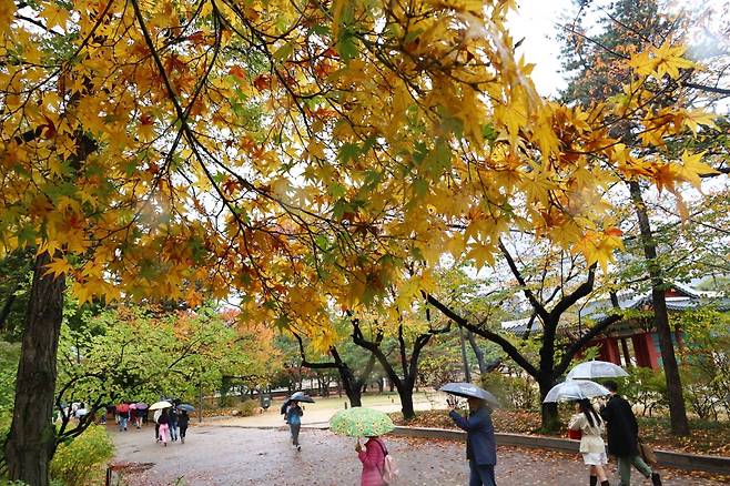 가을비가 내린 5일 서울 덕수궁 일대가 울긋불긋 가을옷으로 갈아입어 아름다운 풍경을 선보이고 있다. 사진=김병언 기자