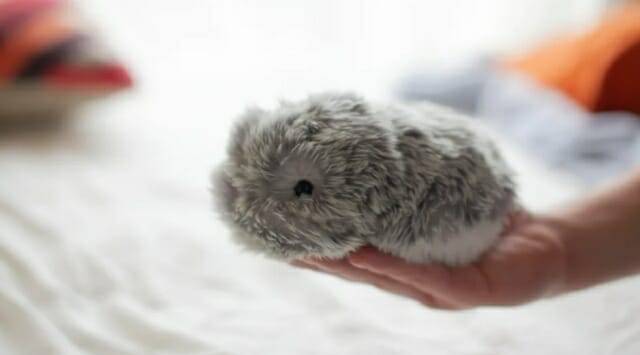 사진=뱅가드인더스트리즈/카시오