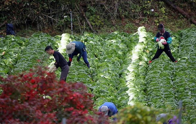 2022년 10월 강원도 홍천군의 한 고랭지 밭에서 이주노동자들이 비가 내리는 가운데 배추 수확을 서두르고 있다. /연합뉴스