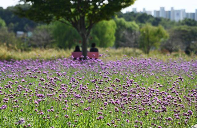 시흥 갯골생태공원의 마편초 꽃밭.