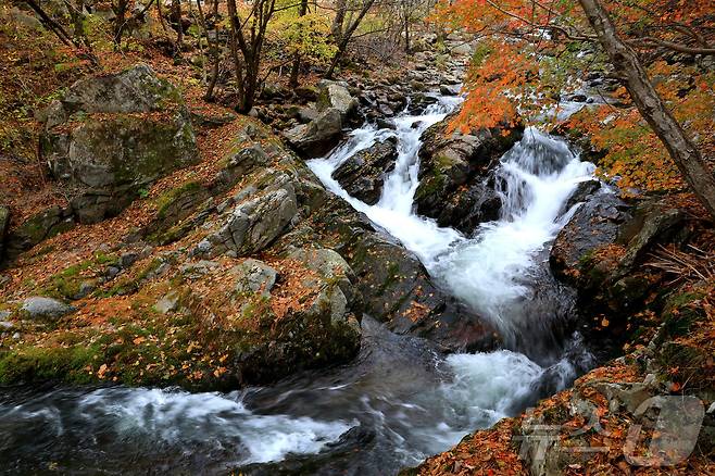 지난 29일 오후 강원 인제군 기린면 방태산 이단폭포 일대가 울긋불긋한 단풍으로 물들면서 아름다운 가을 풍경을 연출하고 있다.(인제군 제공)2024.10.30/뉴스1 ⓒ News1 윤왕근 기자