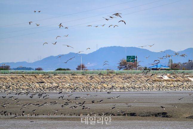 충남 서천군 금강하구둑 일대에서 기러기들이 비상하고 있다. 금강하구둑은 이 시기에 수만 마리의 철새들로 장관을 이룬다. ⓒ데일리안 배군득 기자
