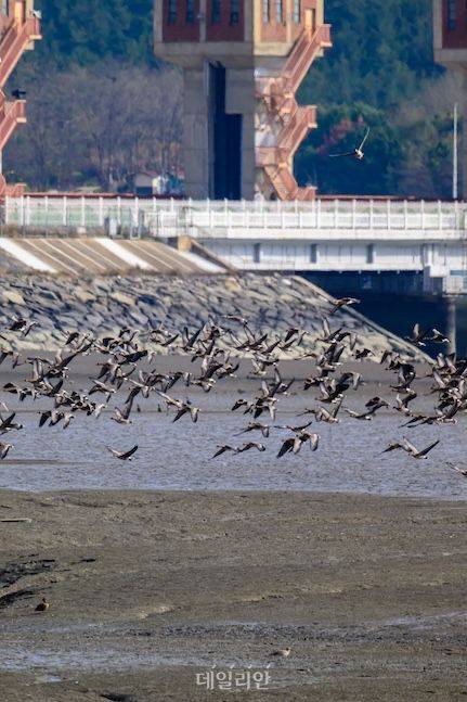 금강하구둑은 생태적 가치가 높은 곳이다. 가을에서 겨울로 넘어가는 시기에는 철새군락지로 유명하다. 색다른 생태관광을 찾는다면 금강하구둑을 추천한다. ⓒ데일리안 배군득 기자