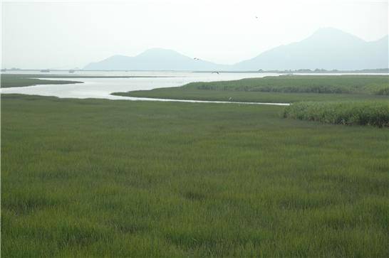 ▲ 낙동강하구 을숙도남단에서 바라본 가덕도, 가장 높이 날고 있는 백로가 걸쳐 있는 왼편의 봉우리가 국수봉이다. 남산 3배 정도의 이 산을 폭파해 낙동강하구 쪽으로 밀어 넣어 가덕도신공항을 만들려 한다. ⓒ 습지와새들의친구