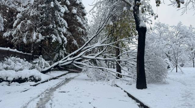28일 오전 서울의 한 공원에서 폭설로 인해 나무가 쓰러졌다. 엑스 계정(@beanpicker)
