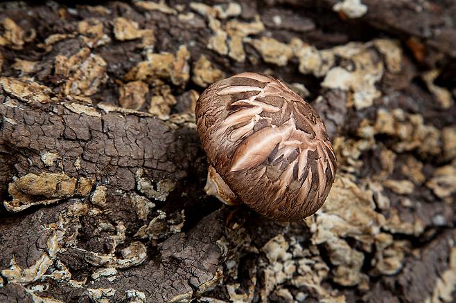 표고버섯을 말리면 비타민D가 풍부하게 생성된다./클립아트코리아