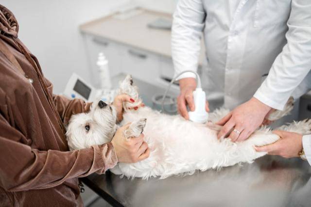 림프절의 부종을 초음파로 체크하는 것은 림프절 병증 진단 방법 중 하나이다. 게티이미지뱅크