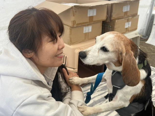 올해 10월 6일 서울 광진구 뚝섬한강공원에서 열린 제1회 동물가족 행복 페스타에 참가한 김세현(왼쪽) 비글구조네트워크 대표가 입양을 기다리는 실험견 출신 '제시'를 바라보고 있다. 고은경 기자