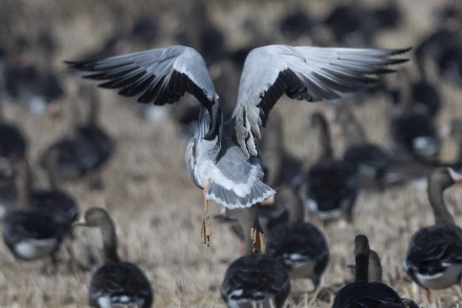 결국 자리를 옮기는 줄기러기.