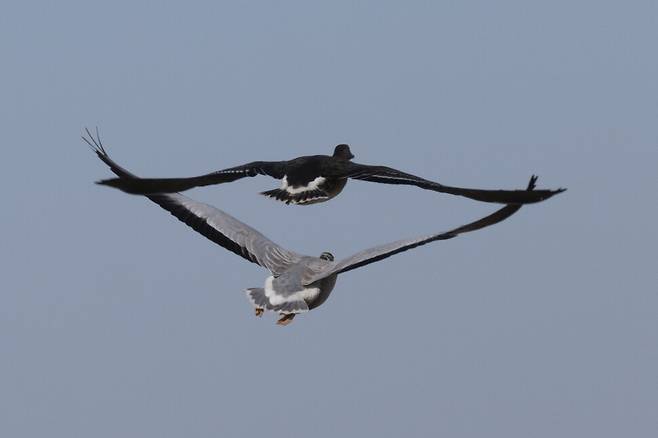 줄기러기는 쇠기러기와 함께 행동한다.