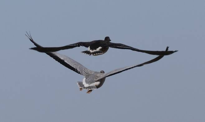 줄기러기는 쇠기러기와 함께 행동한다.