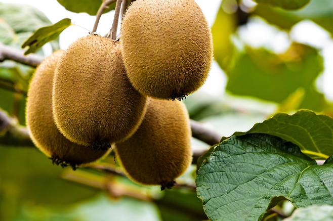 사진=클립아트코리아