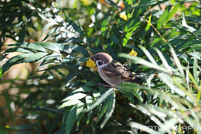EOS R5 Mark II + RF70-200mm F2.8 L IS USM Z || 200mm, F3.2, 1/250s, ISO 100