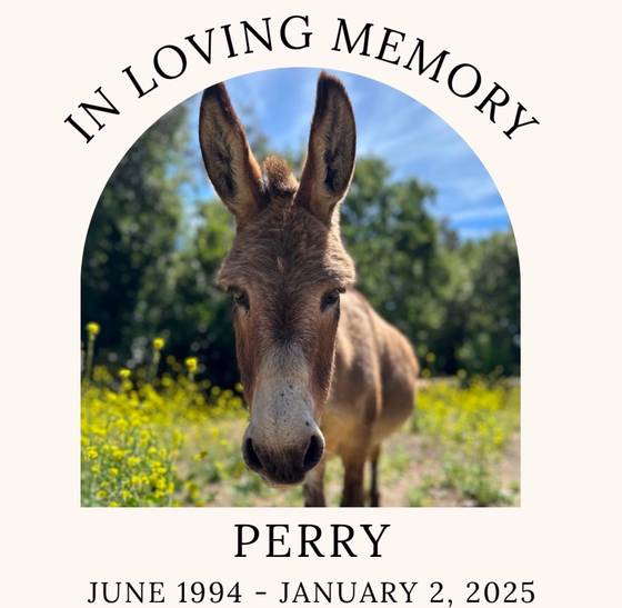 애니메이션 '슈렉'에 등장하는 당나귀 '동키'의 실제모델인 '페리'. 인스타그램 캡처