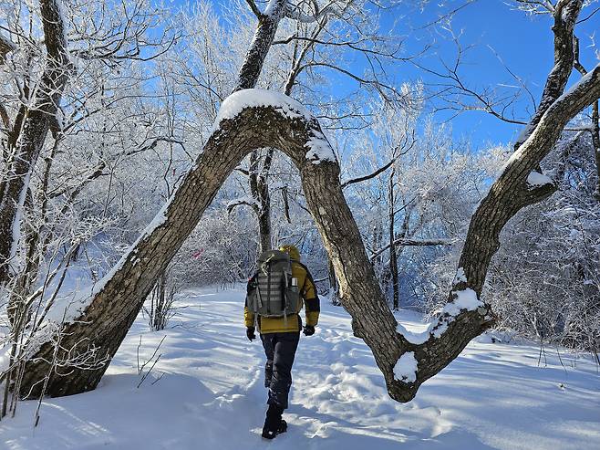 백덕산의 상징인 ‘서울대나무’. 알파벳 N 자 모양으로 굽어 있다.