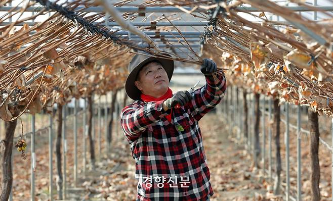 포도 농부 김희수씨가 지난달 17일 경북 김천 감문면 자신의 포도밭에서 가지치기 작업을 하고 있다. | 서성일 선임기자
