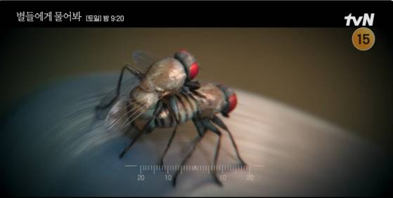 초파리 교미 장면으로 화제가 된 '별들에게 물어봐'. 사진 tvN 유튜브 캡처