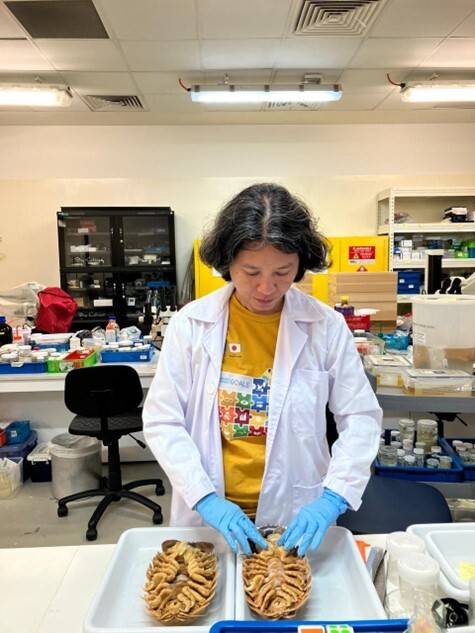 신종 등각류 갑각류 ‘바티노무스 베이더리’ 살펴보는 연구진. Rene Ong‧연합뉴스