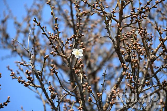 ▲한겨울 추위를 이기고 꽃망울을 터뜨린 매화ⓒ광양시