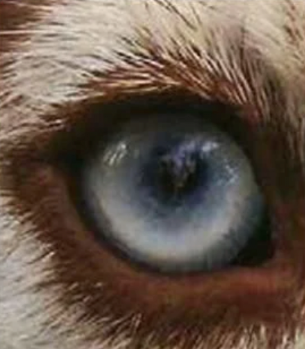 스크린샷 2025-01-22 14.08.08.png 동물들 눈 모양마다 기능 다 다른거 나만 몰랐냐?