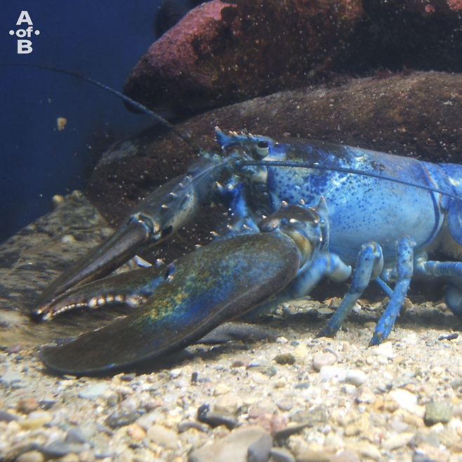 ‘AoB 컴필레이션 앨범 Vol.1 : 돌연변이’ 앨범 커버 아트