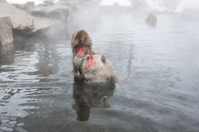 일본원숭이는 일본의 혼슈, 시코쿠, 규슈, 야쿠시마에 서식하며, 암컷 우두머리가 이끄는 무리 내에서 생활한다. 게티이미지뱅크