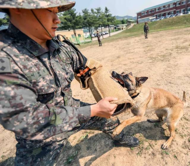 육군 군견교육대에서 양성 중인 군견. 사진=나무위키 캡처