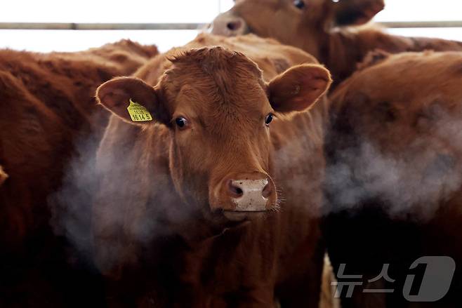 전국 대부분 지역에 한파 특보가 내려진 4일 광주 북구 망월동의 한 축사에서 소들이 추위를 견디고 있다.(광주 북구 제공)2025.2.4/뉴스1 ⓒ News1 박지현 기자
