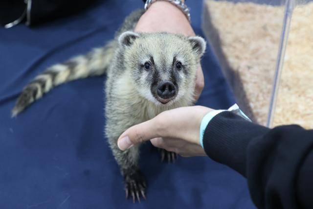 2일 오후 서울 서초구 aT센터에서 열린 서울 K렙타일페어에서 관람객들이 너구리를 만져보고 있다. 연합뉴스