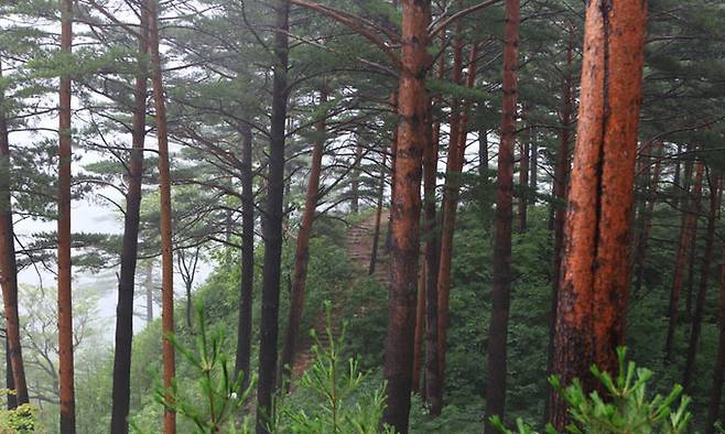 울진 금강송. 뉴시스