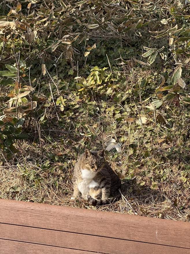 0490f719b4866bff20b5c6b236ef203e1173abd70a1ca9effd