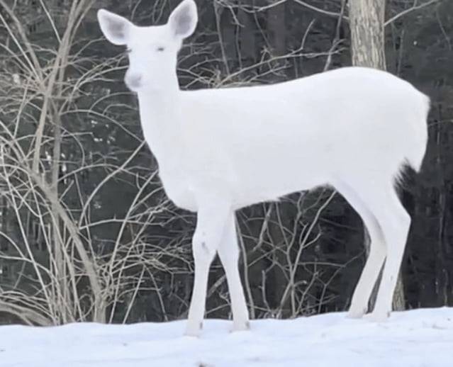 알비노 사슴. / 사진=틱톡