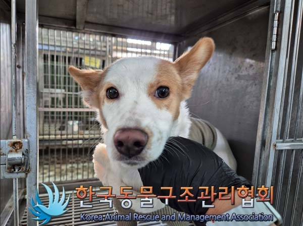 구조 당시 꽃순이의 모습 (사진 동물보호관리시스템) ⓒ 뉴스1