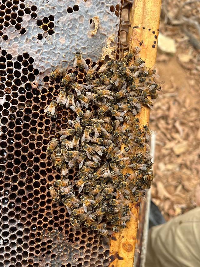 지난달 26일 대전 성북동 한 산중턱에 둔 벌통에서 꺼낸 소비. 벌들이 공처럼 모인 봉구(蜂毬) 형태로 추위를 견디고 있다. 사진=최용준 기자