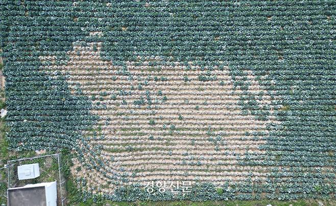 지난해 12월4일 농부 박용규씨의 제주 한경면 양배추밭. 긴 가을 장마로 양배추 뿌리가 썩어 하얗게 시들었다. 권도현 기자