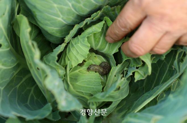 유기농 농부 강순희씨의 양배추 속에 도둑나방의 애벌레가 숨어있다. 권도현 기자