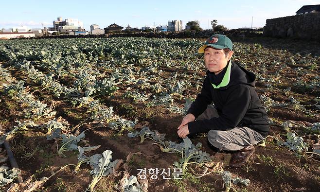 서귀포시 대정읍에서 브로콜리 농사를 짓는 김형자씨가 지난해 12월5일 자신의 밭에서 긴 가을장마로 침수돼 시든 브로콜리를 살펴보고 있다. 권도현 기자