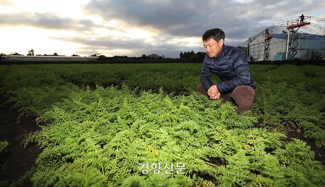 제주시 구좌읍에서 친환경 당근 농사를 짓는 김병수씨가 지난해 12월3일 당근밭을 살펴보고 있다. 권도현 기자