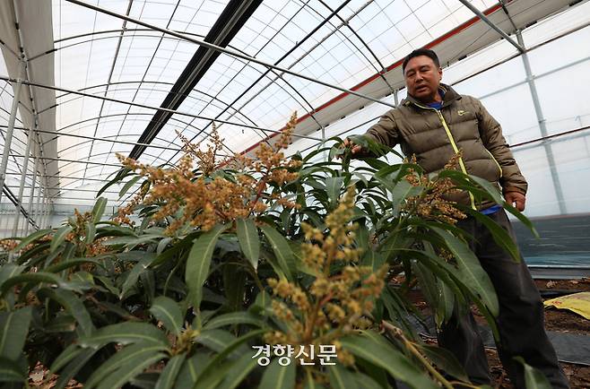 서귀포시 안덕면에서 망고를 재배하는 김성일씨가 지난해 12월5일 자신의 비닐하우스에서 꽃을 틔운 망고나무를 살펴보고 있다. 권도현 기자