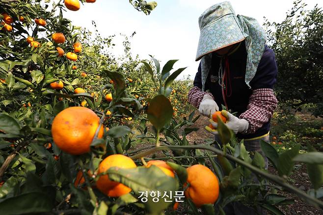 서귀포시 안덕면의 한 귤밭에서 지난해 12월5일 농민이 귤을 수확하고 있다. 서귀포|권도현 기자