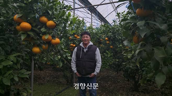 레드향과 천혜향을 재배하는 농부 김윤천씨가 지난해 12월6일 서귀포시 남원읍 자신의 천혜향 비닐하우스에서 포즈를 취하고 있다. 전지현 기자