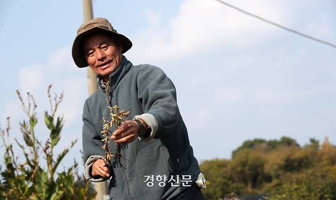 콩과 메밀을 재배하는 농부 고성효씨가 지난해 12월6일 서귀포시 안덕면 자신의 밭에서 수확되지 못한 콩을 살펴보고 있다. 권도현 기자