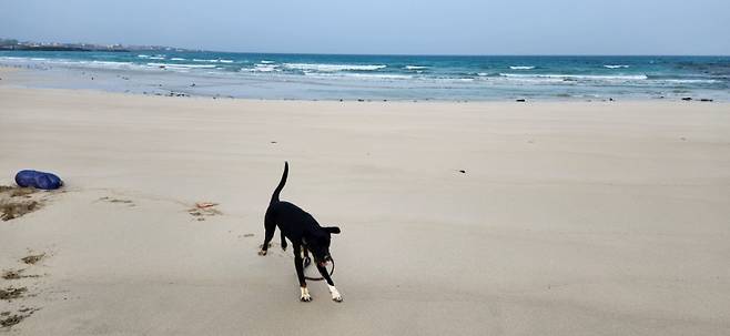 개의 세상은 보호자가 펼쳐주는 만큼이다. 드넓은 바다가 될 수도 있고, 1m짜리 원이 될 수도 있다. 어떤 광경이 바라보기에 행복한가. 대장암 말기 노인과 살다가, 보호자가 고독사 한 뒤 4일만에 발견된 깜순이. 깜순이를 바다에 데리고 나온 재연씨./사진=유재연 소설가