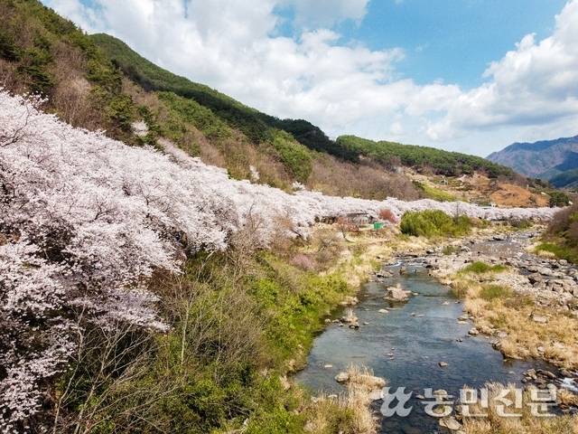 경남 하동 벚꽃길. 더운 봄 날씨로 벚꽃축제는 점점 당겨지고 있다. 농민신문DB