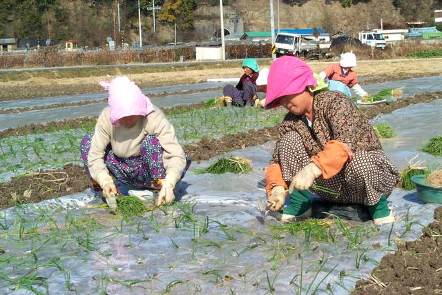 2월 중하순 무렵에는 낮 기온이 영상권에 들며 평년 기온을 보이다가도 기습 한파로 마늘·양파가 저온피해를 볼 수 있으므로 각별한 관리가 요구된다. 농민신문DB