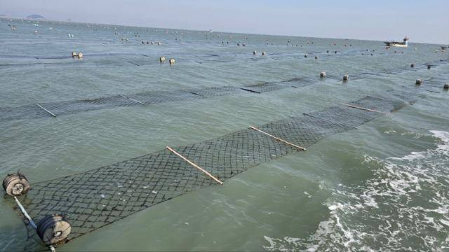 지난 13일 전남 고흥군의 한 물김 양식장. 어민들이 물김 가격 폭락을 막기 위해 생산한 김을 모두 떼어내 빈 그물망만 바다 위에 방치돼 있다. 이형모씨 제공