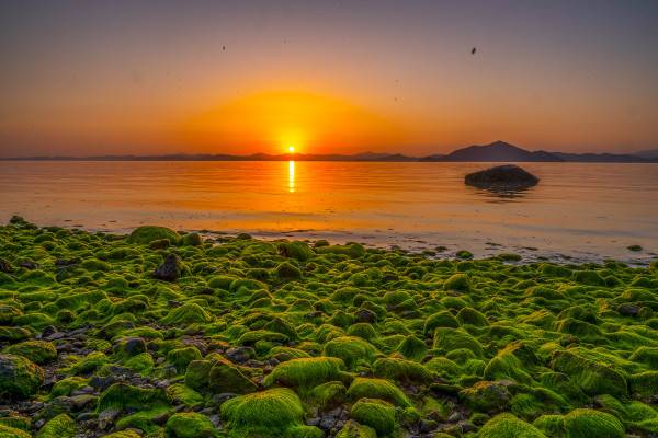 전남 보성군 회천면 바다스토리리조트 앞 해변 몽돌 위에 자란 초록빛 감태가 주홍빛 아침 햇빛과 어우러져 색다른 풍경을 펼쳐놓고 있다.