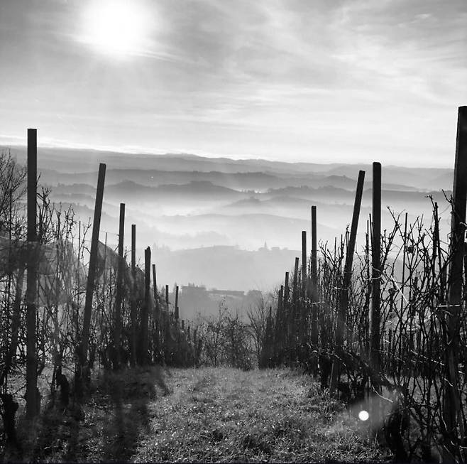 지디 바이라의 랑게(Langhe) 마을 포도밭 전경.